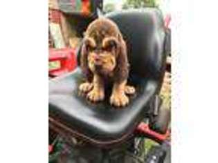 Bloodhound Puppy for sale in Townville, SC, USA