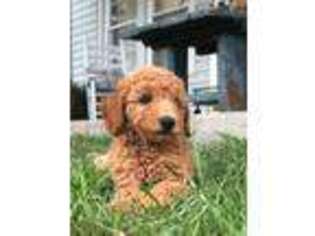 Goldendoodle Puppy for sale in Mount Juliet, TN, USA