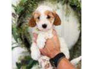 Australian Labradoodle Puppy for sale in Navarre, FL, USA