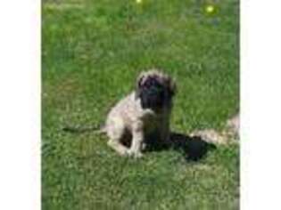 Mastiff Puppy for sale in Chandler, TX, USA