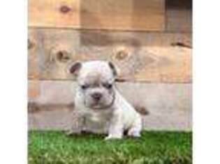 French Bulldog Puppy for sale in Mission Hills, CA, USA