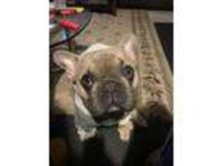 French Bulldog Puppy for sale in Hampton, VA, USA