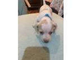 Dachshund Puppy for sale in Lexington, NC, USA