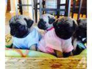 Pug Puppy for sale in PALMDALE, CA, USA