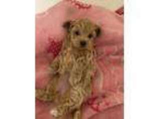 Mutt Puppy for sale in O Fallon, MO, USA