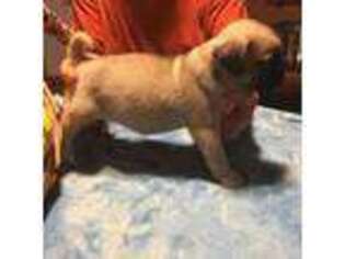 Pug Puppy for sale in Paw Paw, MI, USA
