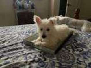 West Highland White Terrier Puppy for sale in Estero, FL, USA