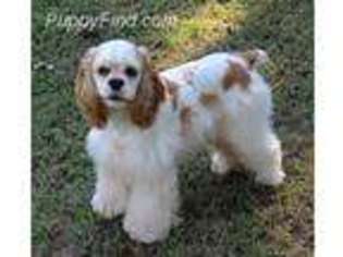 Cocker Spaniel Puppy for sale in Morrison, TN, USA