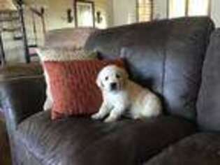 Golden Retriever Puppy for sale in Whitesboro, TX, USA