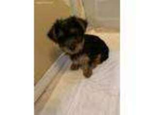 Yorkshire Terrier Puppy for sale in Lancaster, CA, USA