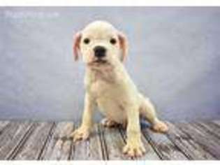 Olde English Bulldogge Puppy for sale in South Boston, VA, USA