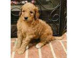 Goldendoodle Puppy for sale in Atlanta, GA, USA