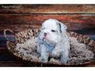 Bulldog Puppy for sale in Windsor, CO, USA