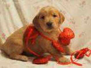 Golden Retriever Puppy for sale in Belleville, PA, USA