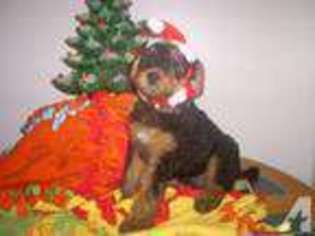 Airedale Terrier Puppy for sale in MELBOURNE, FL, USA