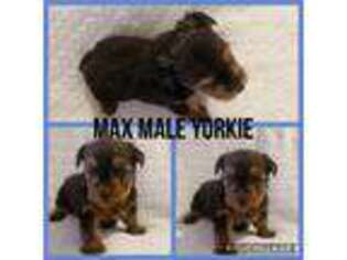 Yorkshire Terrier Puppy for sale in Wray, GA, USA