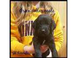Labradoodle Puppy for sale in Annandale, MN, USA