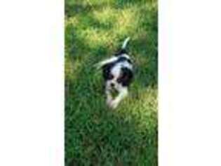 Cavalier King Charles Spaniel Puppy for sale in Mountain Home, AR, USA