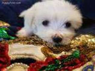 Maltese Puppy for sale in Winchester, VA, USA