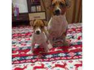 Jack Russell Terrier Puppy for sale in Cypress, TX, USA