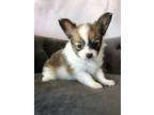 Papillon Puppy for sale in Rockwall, TX, USA
