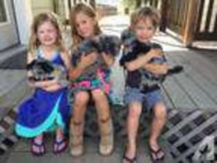 Mutt Puppy for sale in VICTOR, MT, USA