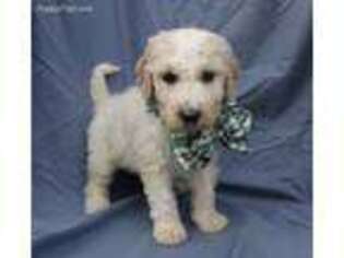 Goldendoodle Puppy for sale in Porter, OK, USA