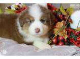 Australian Shepherd Puppy for sale in Fort Worth, TX, USA