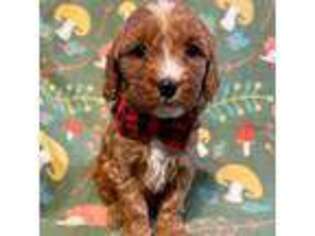 Cavapoo Puppy for sale in Howe, OK, USA