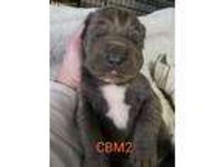 Cane Corso Puppy for sale in Middlesex, NJ, USA