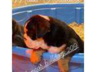 Bulldog Puppy for sale in Turlock, CA, USA