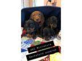 Dachshund Puppy for sale in Plymouth, IN, USA