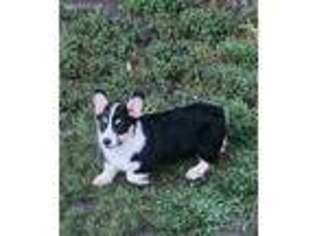 Pembroke Welsh Corgi Puppy for sale in Tonganoxie, KS, USA
