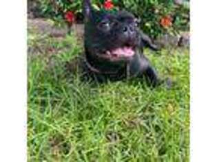 French Bulldog Puppy for sale in Raeford, NC, USA