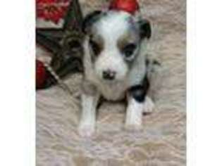 Miniature Australian Shepherd Puppy for sale in Lynchburg, MO, USA
