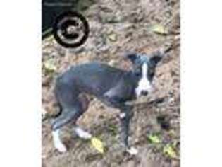 Italian Greyhound Puppy for sale in Plains, GA, USA