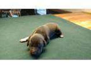 German Shorthaired Pointer Puppy for sale in Saint Charles, MN, USA