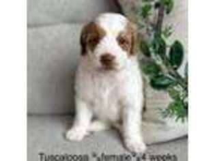 Mutt Puppy for sale in Owasso, OK, USA