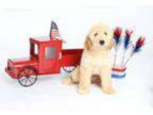 Goldendoodle Puppy for sale in Versailles, KY, USA
