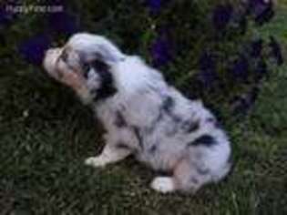 Australian Shepherd Puppy for sale in Bloomfield, IA, USA
