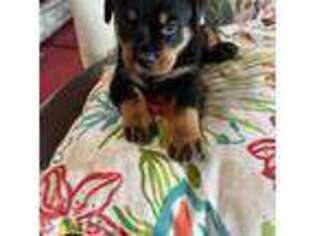 Rottweiler Puppy for sale in Dunnellon, FL, USA