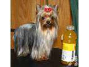 Yorkshire Terrier Puppy for sale in NEW TAZEWELL, TN, USA
