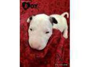Bull Terrier Puppy for sale in Colorado Springs, CO, USA