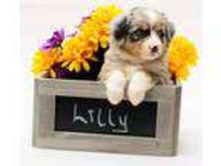 Miniature Australian Shepherd Puppy for sale in Columbiana, OH, USA