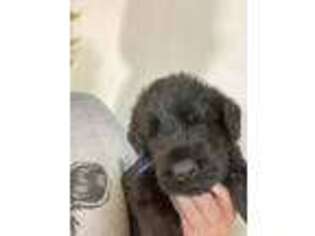 Mutt Puppy for sale in Glasco, KS, USA