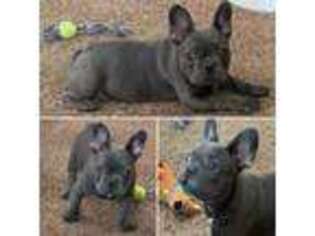 French Bulldog Puppy for sale in Currituck, NC, USA