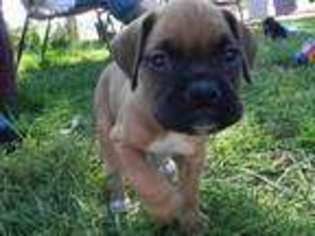 Boxer Puppy for sale in Upper Sandusky, OH, USA