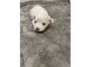 Coton de Tulear Puppy for sale in Mchenry, IL, USA