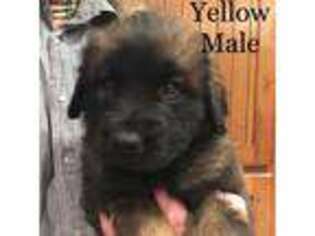 Leonberger Puppy for sale in Boaz, KY, USA
