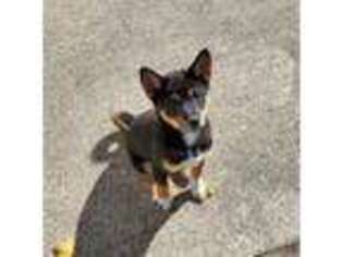 Shiba Inu Puppy for sale in Huntington, IN, USA